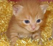 Traumdeutung: Warum haben kleine Kätzchen einen Traum?