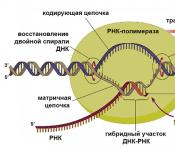 Vrste RNA, njihove funkcije, budova